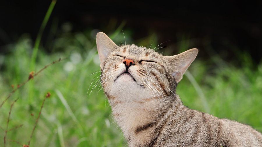 Kat op het platteland kijkt met plezier op