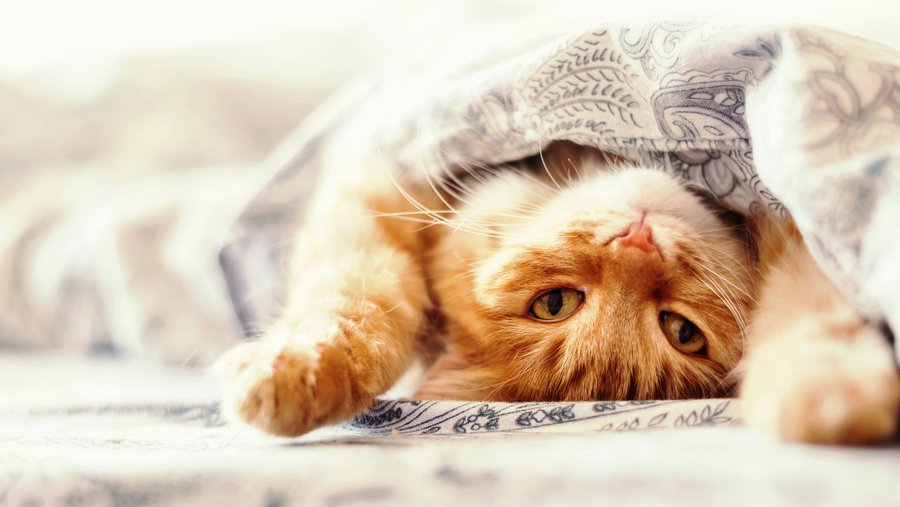 Rode kat, opgerold in een deken, kijkt boven haar hoofd naar de camera