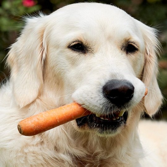 Lichtgekleurde hond met wortel in de bek
