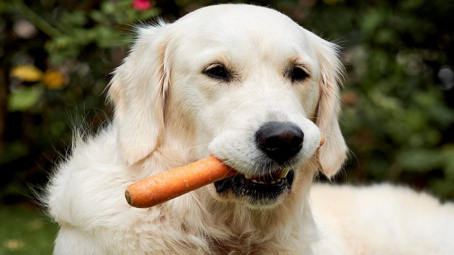 Lichtgekleurde hond met wortel in de bek