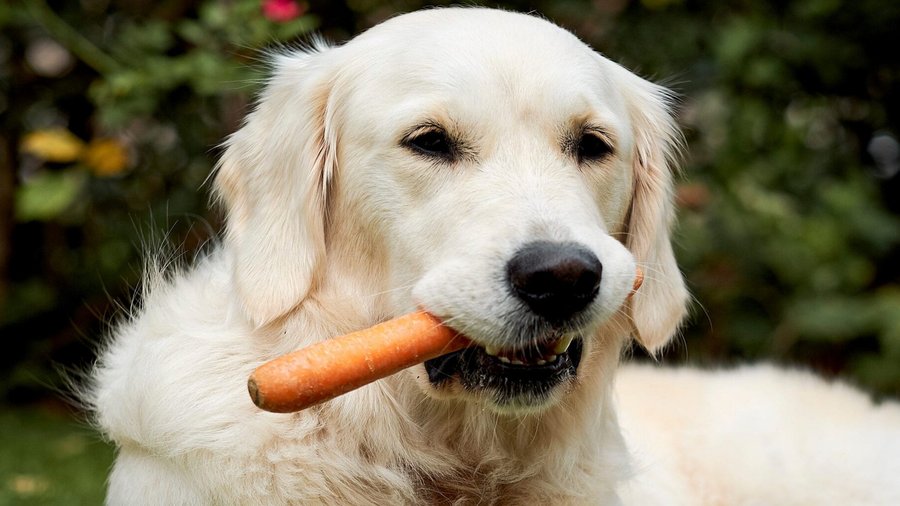 Golden retriever vegetables shop