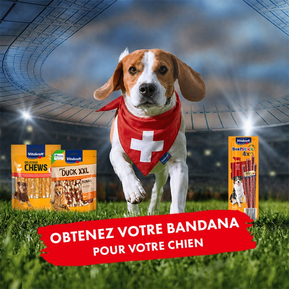 Hund mit Fanhalstuch im Stadion und Vitakraft Hundesnacks