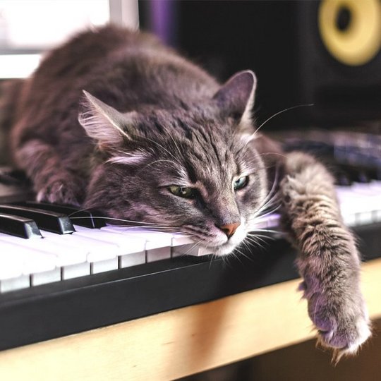 Grau getigerte Katze liegt auf einer Keyboard-Tastatur.