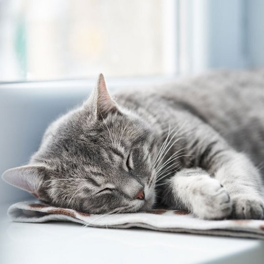 Grau getigerte Katze liegt auf einer Decke auf der Fensterbank