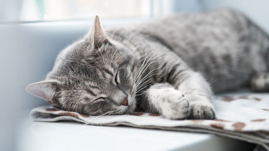 Grau getigerte Katze liegt auf einer Decke auf der Fensterbank