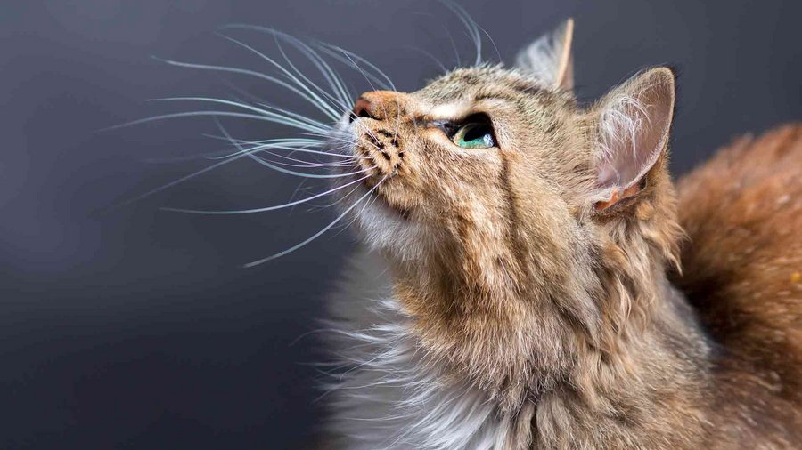 Sete fatos surpreendentes sobre os bigodes dos nossos gatos | Vitakraft