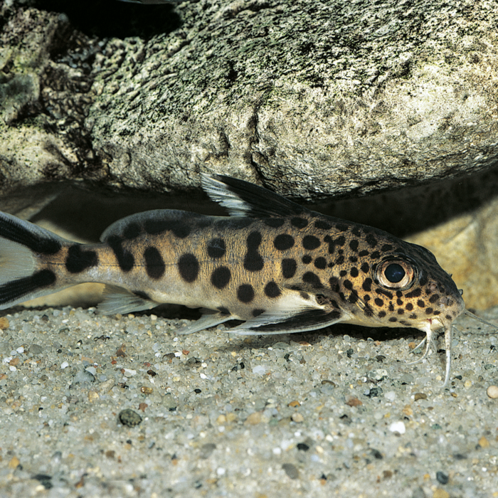 Fisch Tabs 