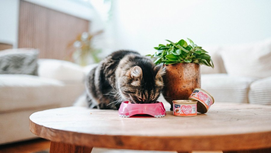 Kat zit op een houten tafel en eet uit een kom