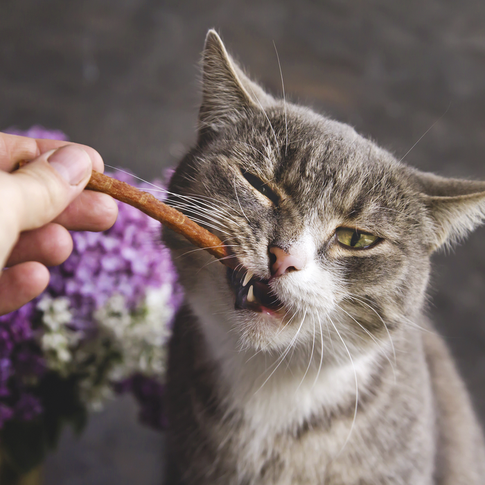 Katze Pure Stick Snack