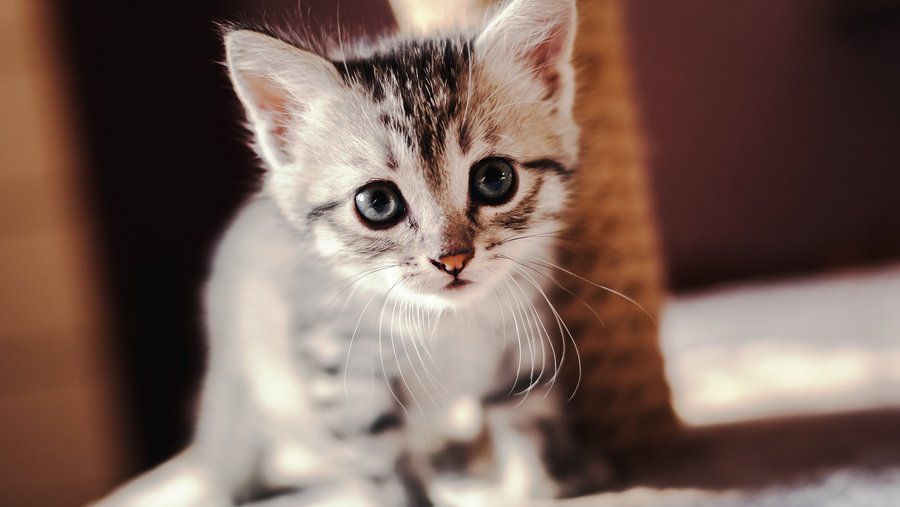 Grijze kleine kat op krabpaal