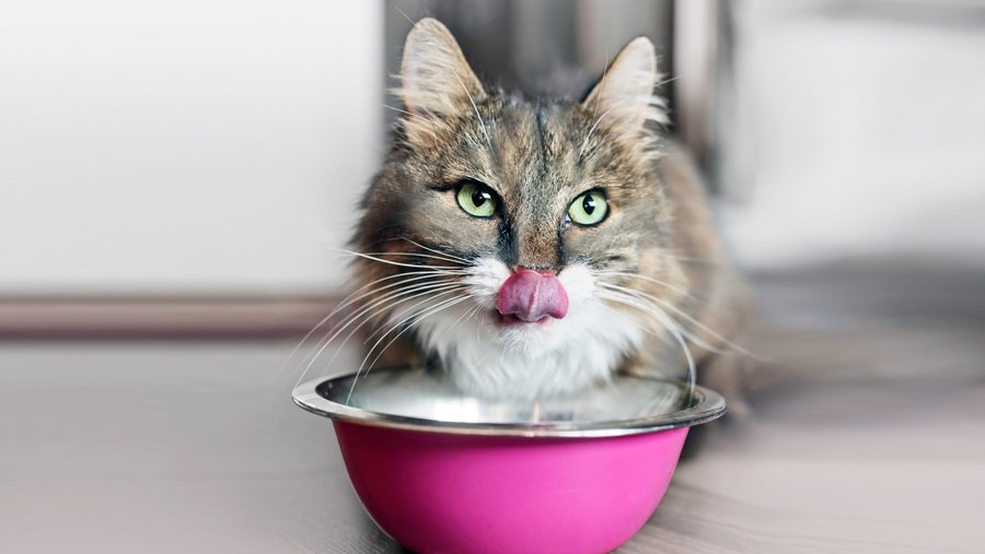 Braun-weiße Katze leckt sich das Maul und sitzt vor einem pinken Futternapf.