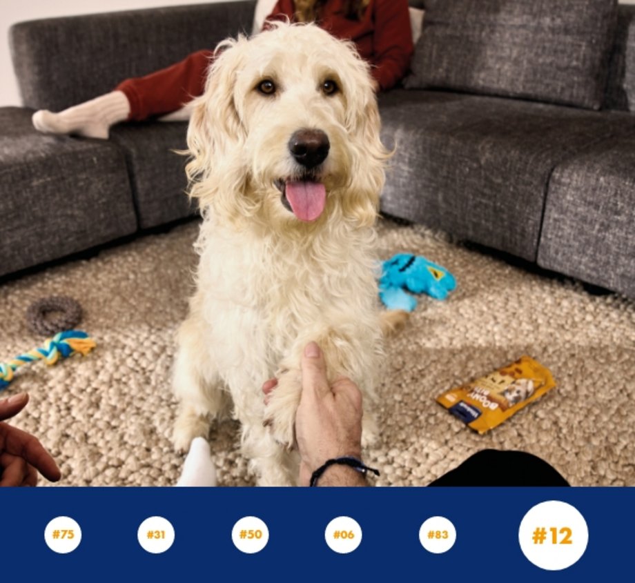 Heller Hund gibt Pfote, im Hintergrund Vitakraft Produkte für den Hund