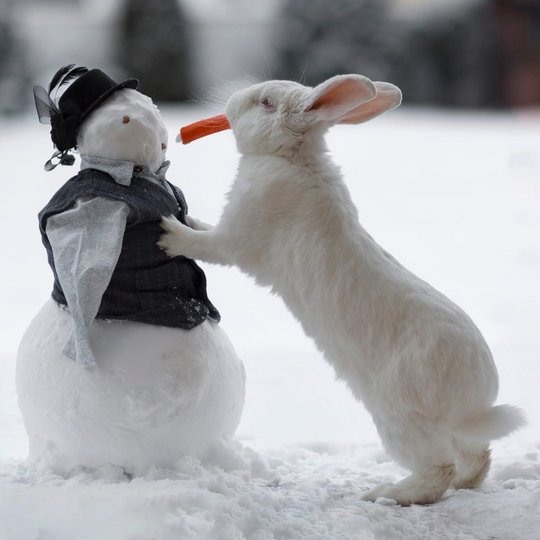 Wit konijn met een wortel in zijn bek en een kleine sneeuwpop in een besneeuwd landschap