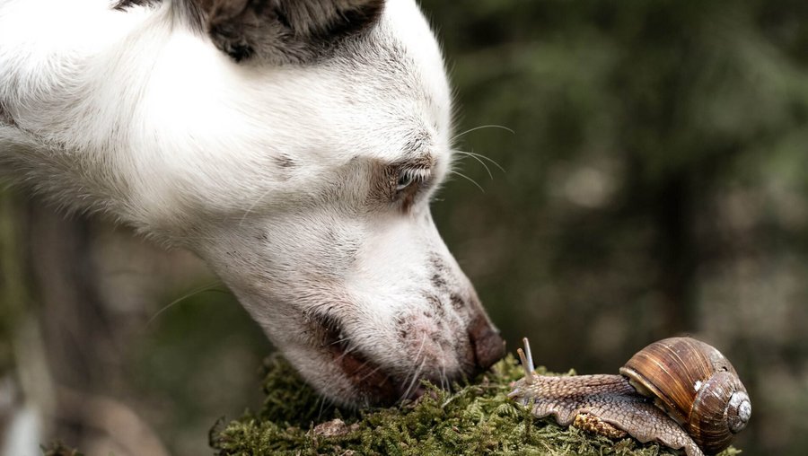 Witte hond snuffelt aan een slak