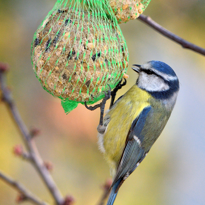 Gartenvogel Snacks