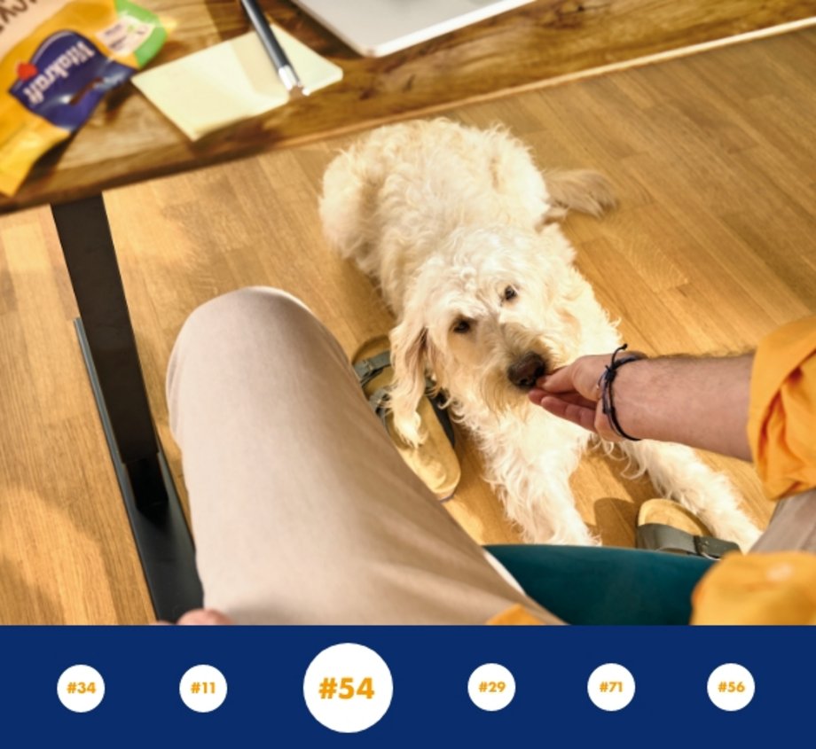 Heller Hund bekommt unterm Tisch einen Snack von Vitakraft