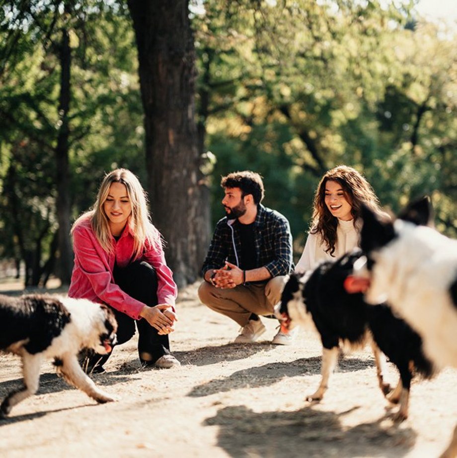 Hunde und ihre Besitzer:innen im Park