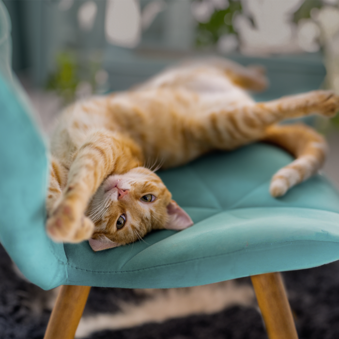 Katze Drink Snack