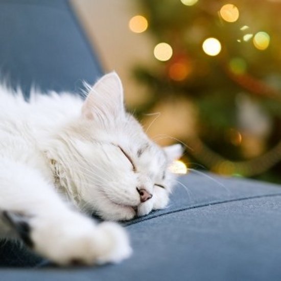 Weiße Katze mit geschlossenen Augen auf dem Sofa liegend