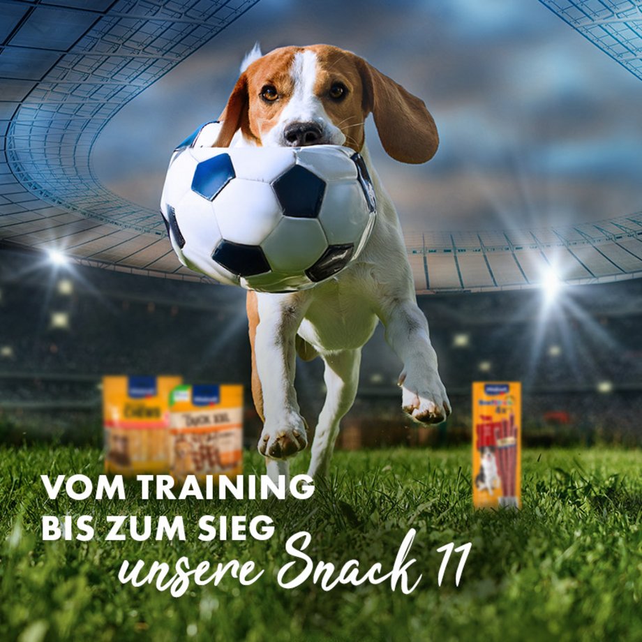 Hund im Stadion mit Ball im Mund und Snacks von Vitakraft im Hintergrund