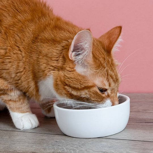 Rot-getigerte Katze frisst aus einer weißen Schale