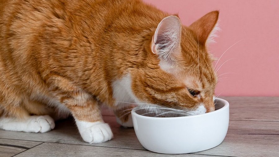 Rot-getigerte Katze frisst aus einer weißen Schale