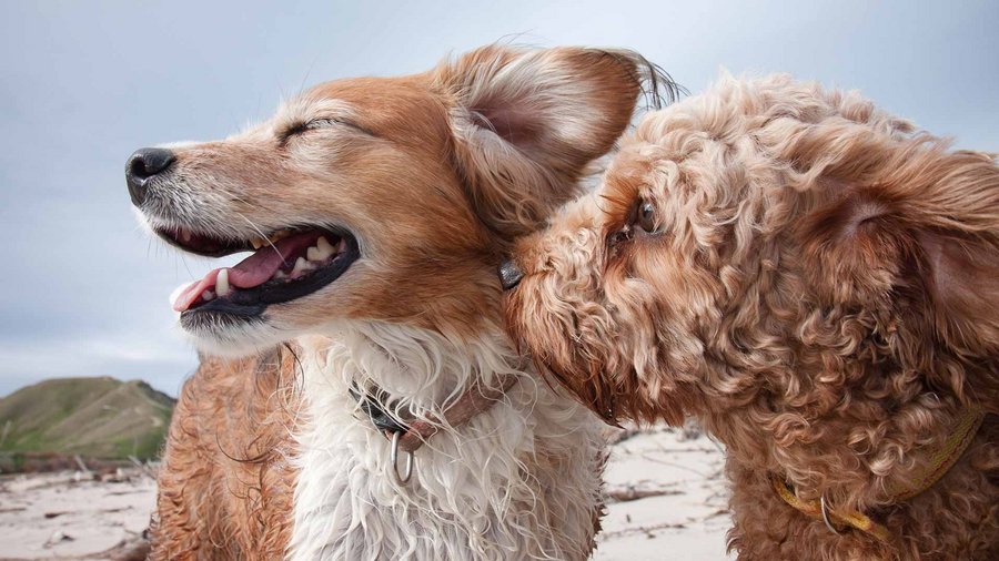 que le puedo dar a mi perra en celo para el dolor