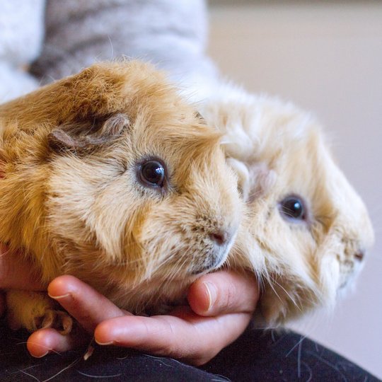 Ein braunes sowie ein hellbraunes Meerschweinchen auf dem Schoss eines Mannes