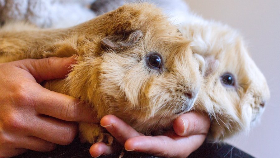 Ein braunes sowie ein hellbraunes Meerschweinchen auf dem Schoss eines Mannes