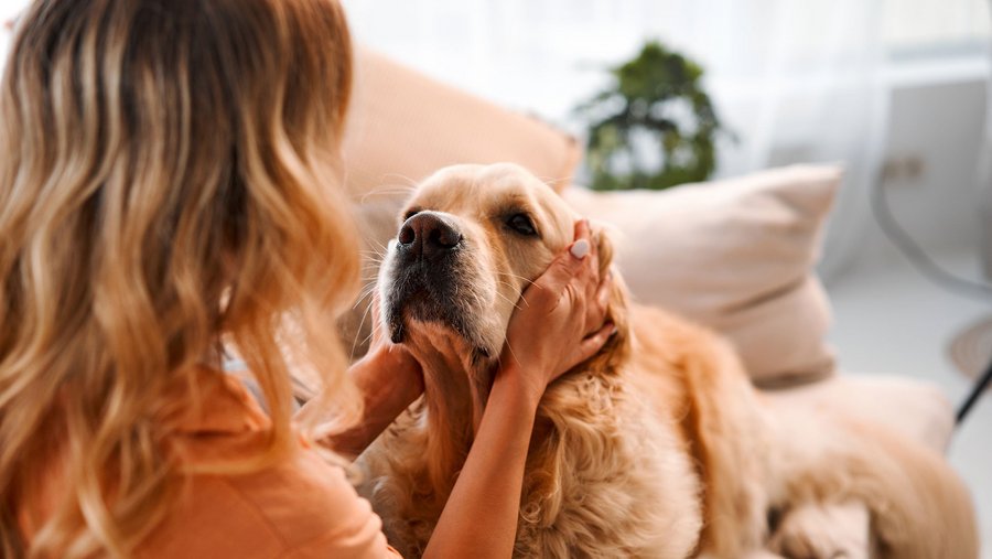 los perros se sienten enfermos cuando están en temporada