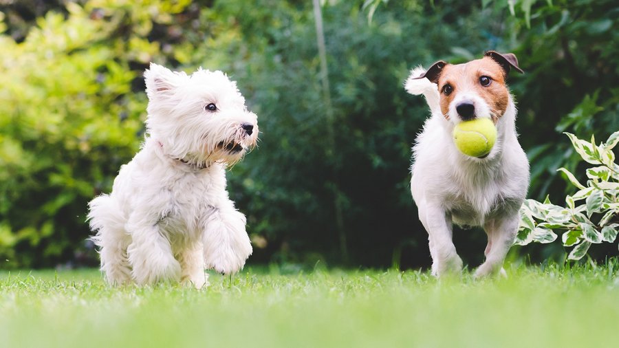es ilegal regalar cachorros de menos de 8 semanas