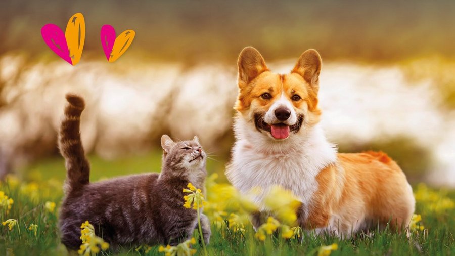 een kat en een hond op een groene weide