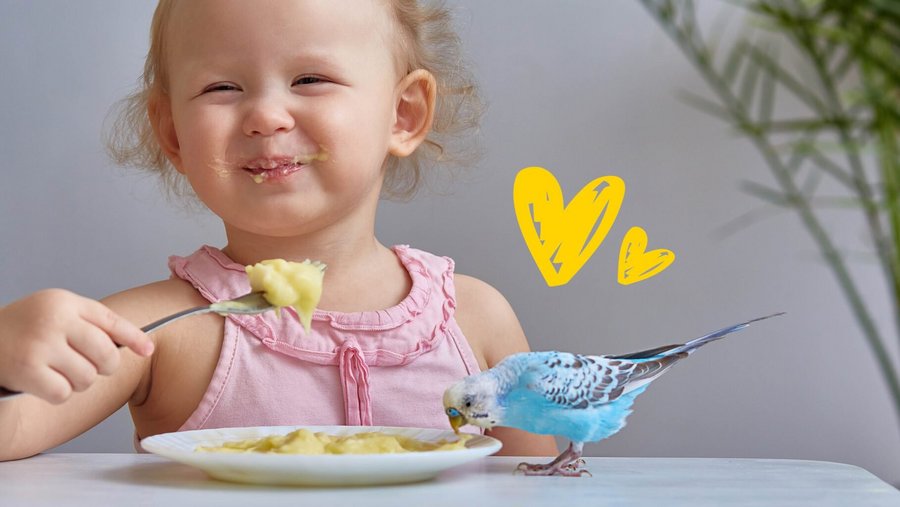 Grasparkiet steelt eten van bord van klein meisje