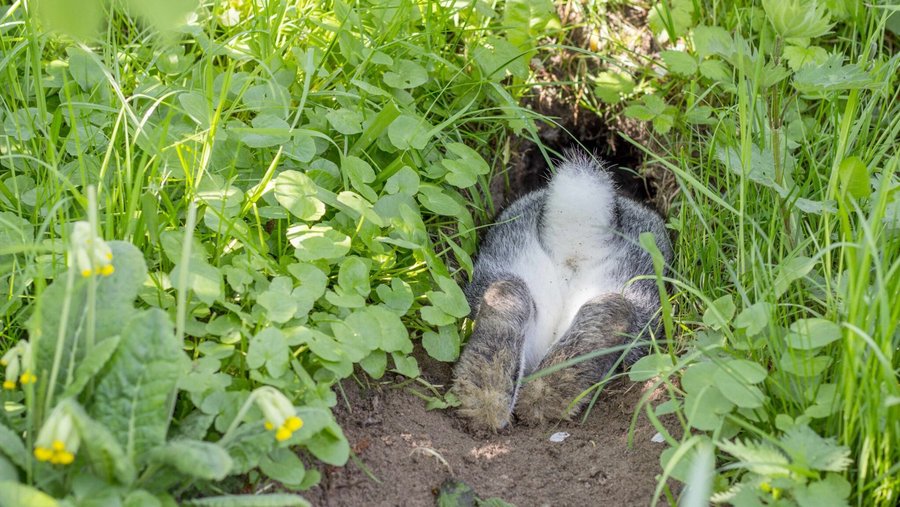 Haas verstopt zich in een hol in een weiland