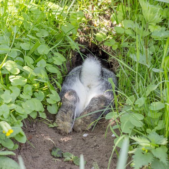Haas verstopt zich in een hol in een weiland