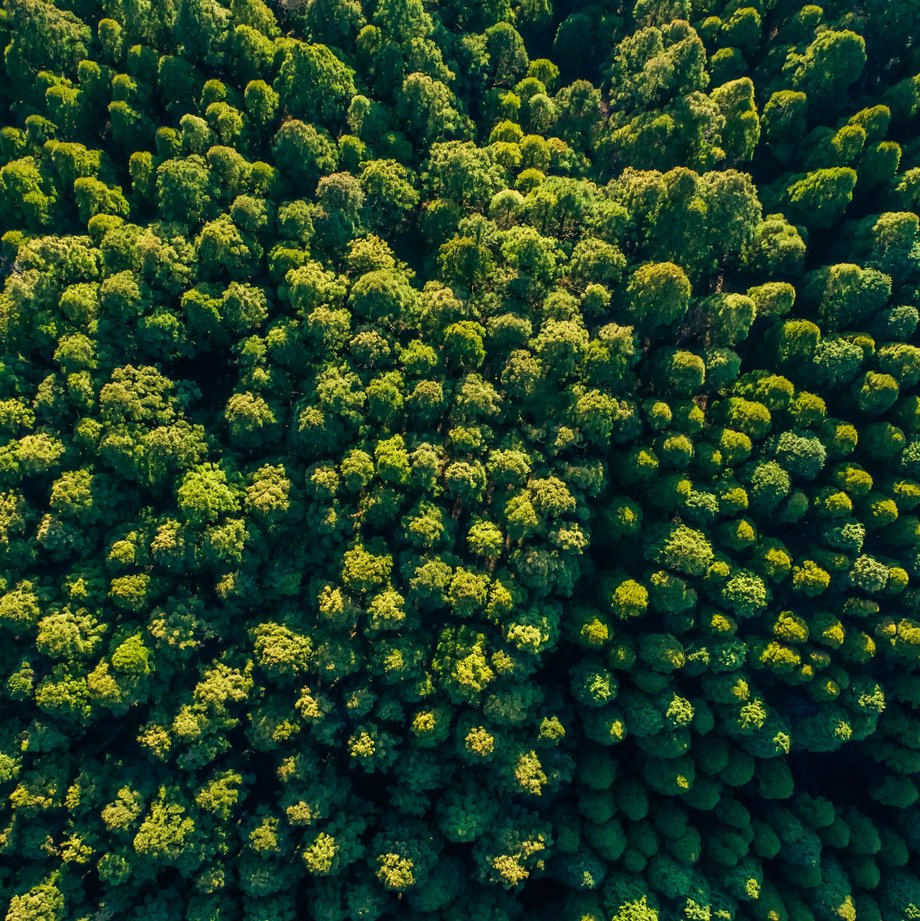 Grüner Wald von oben