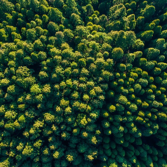 Grüner Wald von oben