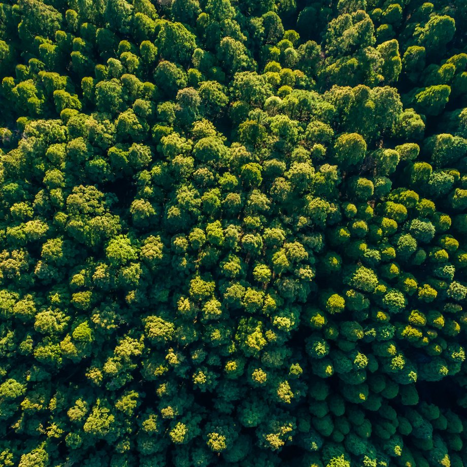 Grüner Wald von oben