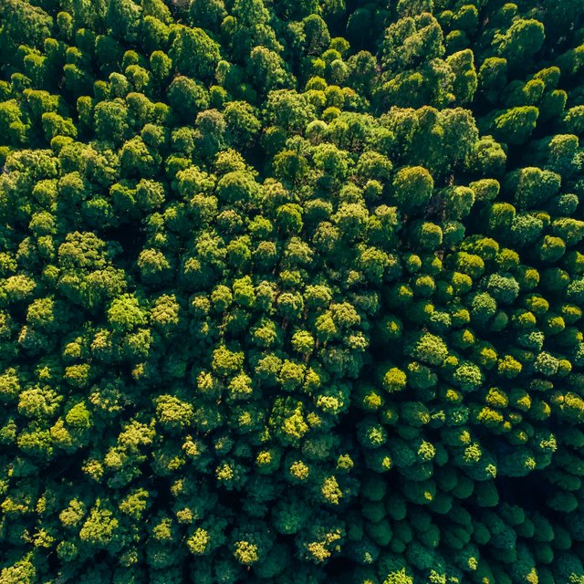 Grüner Wald von oben