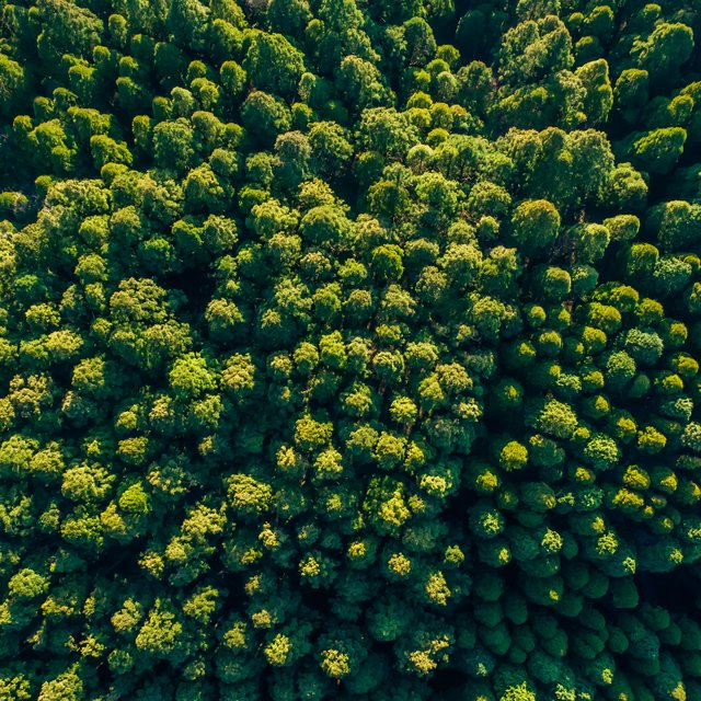 Grüner Wald von oben