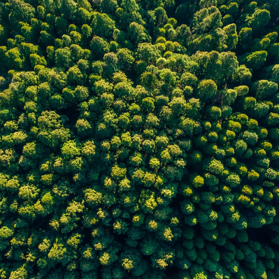 Grüner Wald von oben