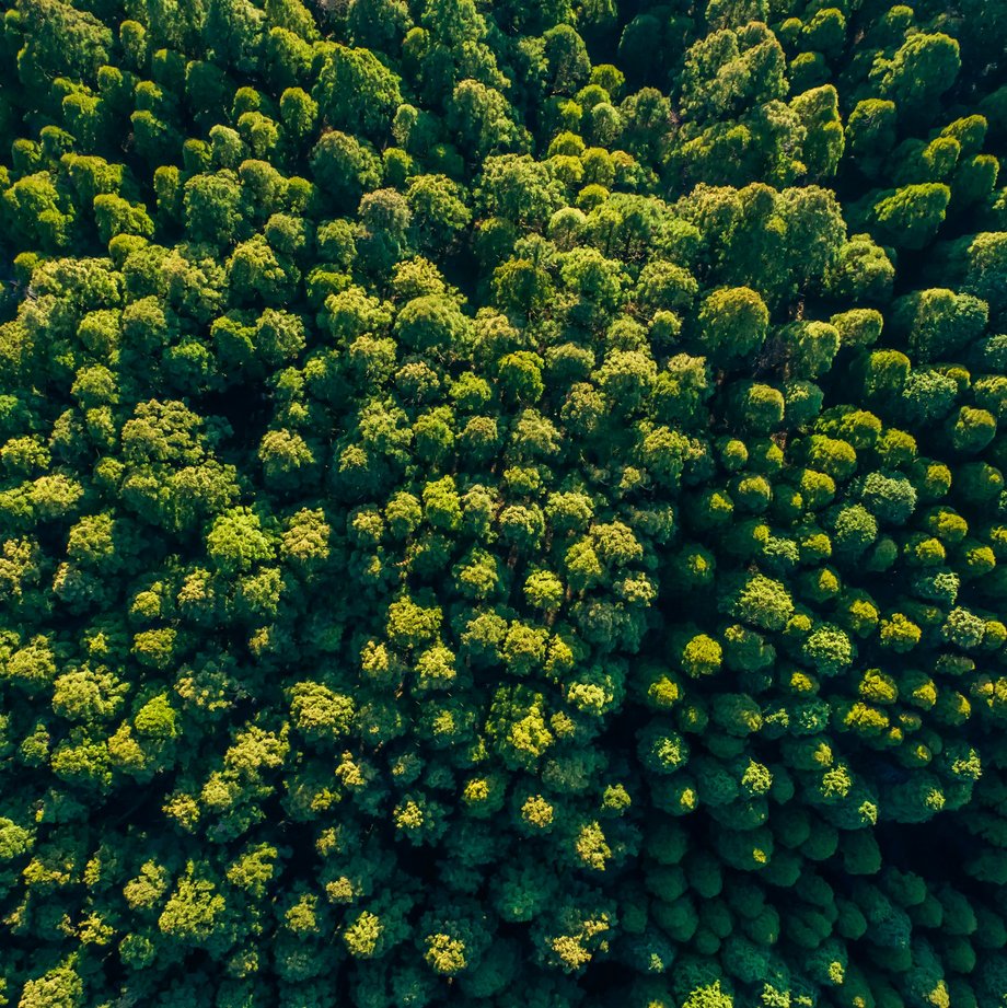 Grüner Wald von oben