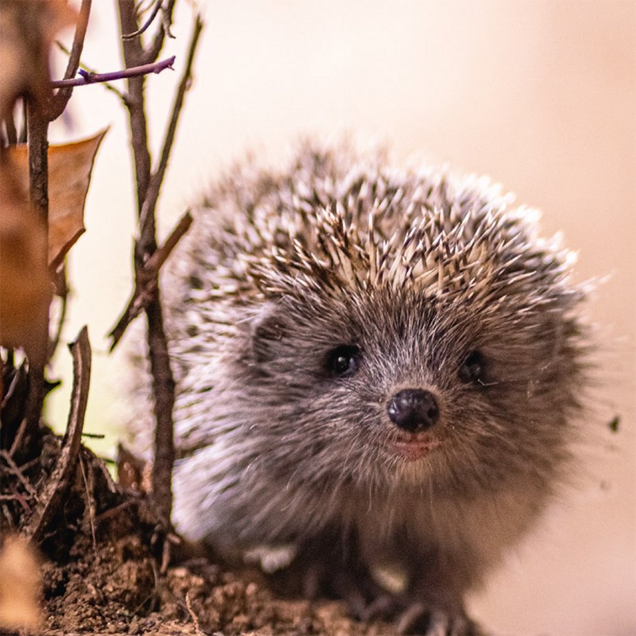 Ein Igel von vorne