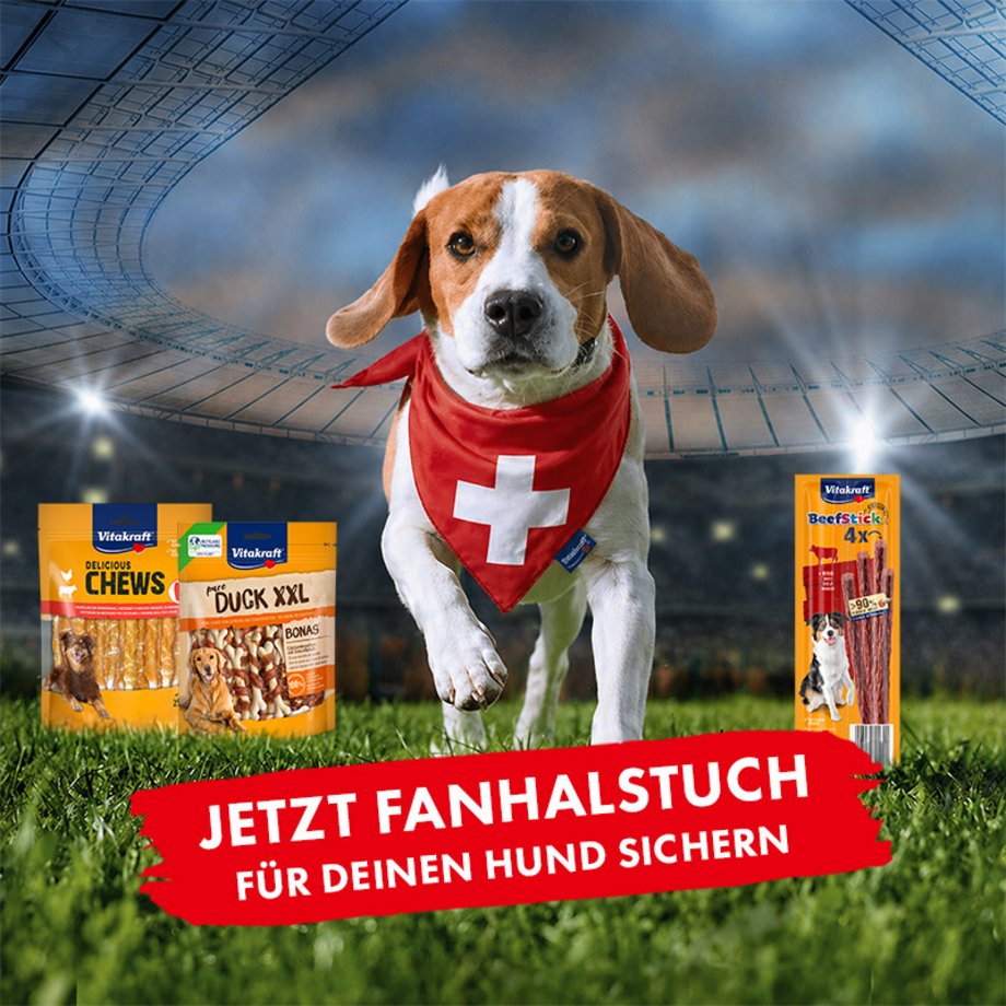 Hund mit Fanhalstuch im Stadion und Vitakraft Hundesnacks
