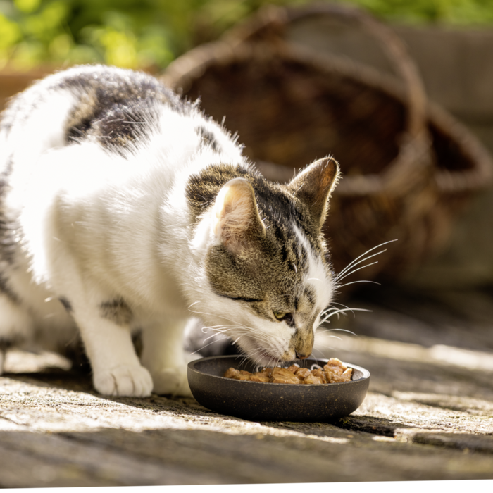 Katze Poesie Creation