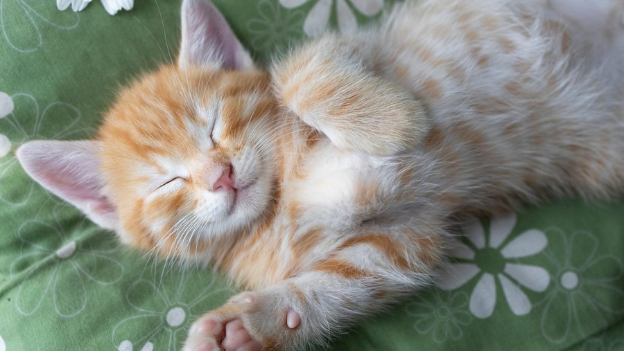 Rood met witte kat liggend op zijn rug op een groen kussen