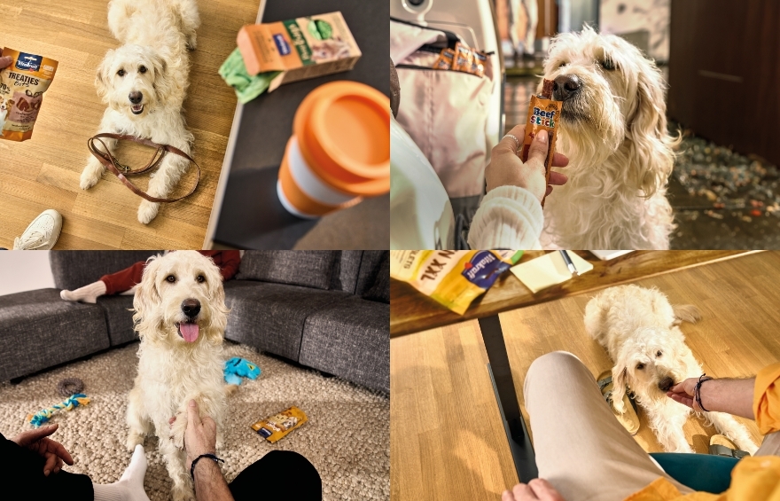 Vier verschiedene Alltagsmomente mit dem Hund